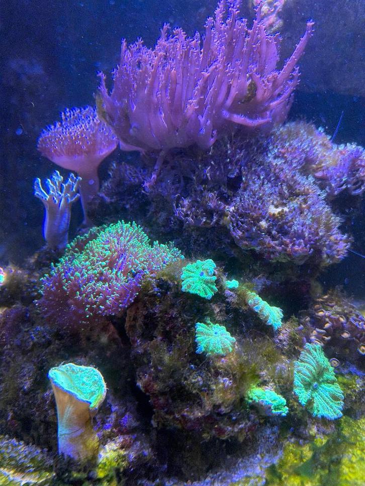 Aquarium marin de 350 litres d'une capacité, Animaux & Accessoires, Poissons | Aquariums & Accessoires, Comme neuf, Aquarium d'eau de mer rempli