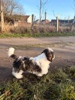 Shih Tzu pups, Animaux & Accessoires, Belgique, Plusieurs, Hépatite contagieuse (maladie de Rubarth), Chienne