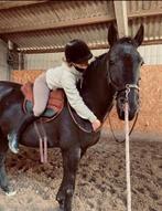 Verzorgpaard/pony, halve stal gezocht ‼️, Dieren en Toebehoren, Paarden