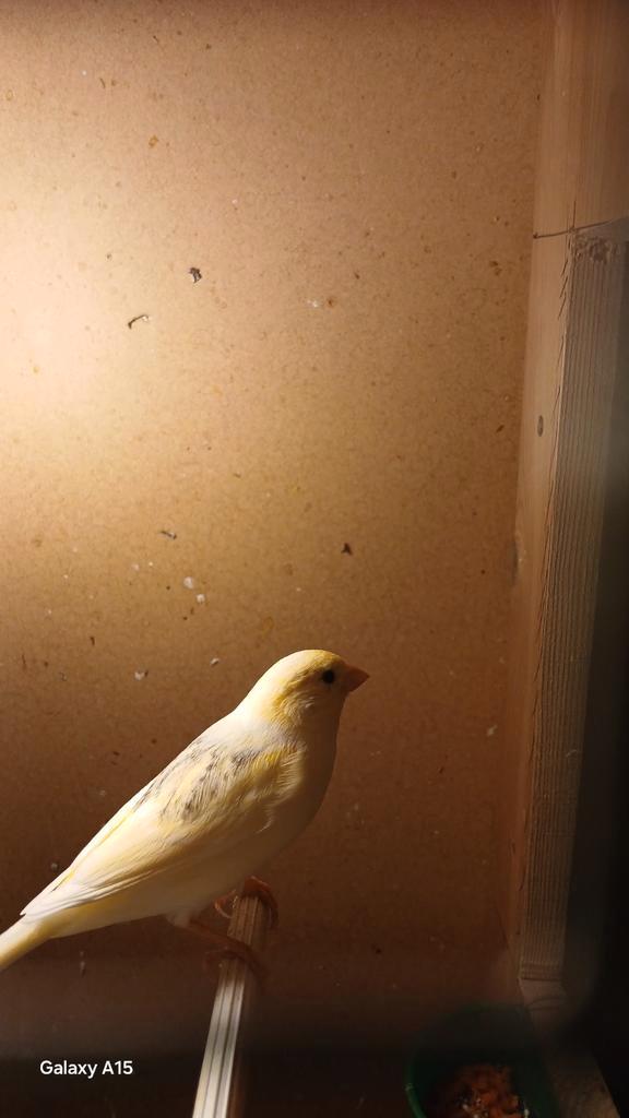 Gele Mozaïek en Rode Mozaïek kanaries 25, Dieren en Toebehoren, Vogels | Kanaries