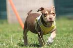 American Bully pups Abkc goed opgevoed, Dieren en Toebehoren, België, Overige rassen, CDV (hondenziekte), 8 tot 15 weken