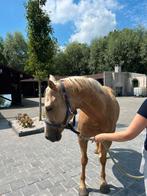 Paarden, Dieren en Toebehoren, Paarden, Merrie, Minder dan 160 cm, Gechipt, Zadelmak