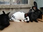 Reuzevlinders (Lotharinger) 10 weken, Dieren en Toebehoren, Konijnen, Meerdere dieren, Groot, 0 tot 2 jaar