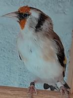 Distelvink, Dieren en Toebehoren, Vogels | Overige Vogels