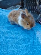 Mannelijke dwergkonijntjes, Dieren en Toebehoren, Mannelijk, Dwerg, 0 tot 2 jaar