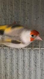 Puttertje met witte kop, Dieren en Toebehoren, Vogels | Overige Vogels, Vrouwelijk, Tropenvogel, Geringd