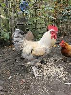 Haan, Mannelijk, Kip