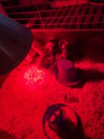 Gezocht bevruchte kip/eend/ganzen eieren, Dieren en Toebehoren, Pluimvee, Meerdere dieren, Overige soorten