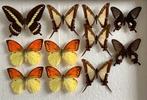 Opgezette VLINDERS 7€/exemplaar, Ophalen of Verzenden, Zo goed als nieuw