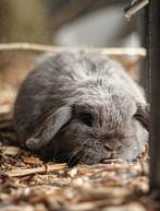 Minilop koppel, Dieren en Toebehoren, Konijnen