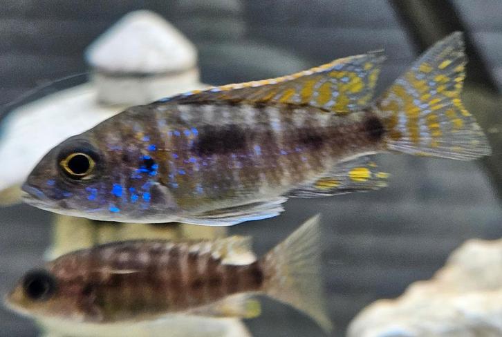 Cichlidés Aulonocara stuartgranti Malawi, Animaux & Accessoires, Poissons | Poissons d'aquarium, Poisson d'eau douce, Poisson