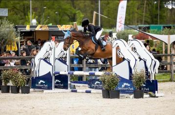 Knappe E pony merrie van 2018 beschikbaar voor biedingen