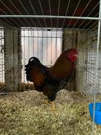Wyandotte kriel haan goudzwartgezoomd, Dieren en Toebehoren, Pluimvee