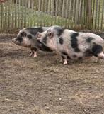 2 hangbuikvarkens, Mannelijk, Varken, 3 tot 5 jaar