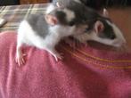 handtamme ratjes, Dieren en Toebehoren, Meerdere dieren, Rat, Tam