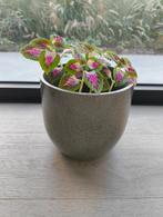Grote siernetels (coleus blumei), Ophalen