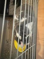Lapins de 2-3ans avec cage et gourde d’ eau en verre., Vrouwelijk, Middelgroot, Hangoor, 3 tot 5 jaar