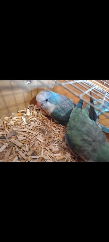 Couple conure souris sauvage, Mâle