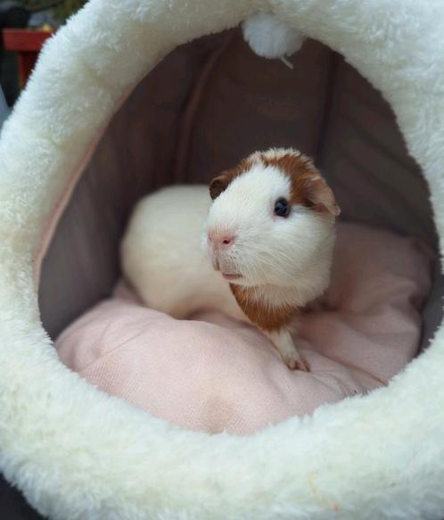 Lieve cavia castraat, Dieren en Toebehoren, Knaagdieren, Mannelijk, Cavia, Tam
