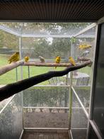 Kakariki’s