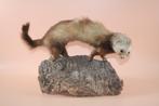 Opgezette taxidermie marter bunzing fret wezel hermelijn, Ophalen of Verzenden