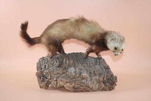 Opgezette taxidermie marter bunzing fret wezel hermelijn, Verzamelen, Dierenverzamelingen, Ophalen of Verzenden