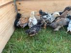 Kuikentjes, Dieren en Toebehoren, Pluimvee