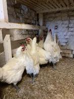 Broedeieren van raszuivere Poule de bresse