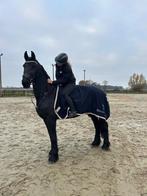 Paard zoekt ruiter/volle stal, Ruin