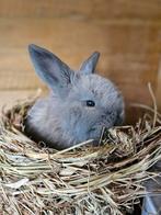 Franse hangoor VOEDSTER, Dieren en Toebehoren, Konijnen, Hangoor