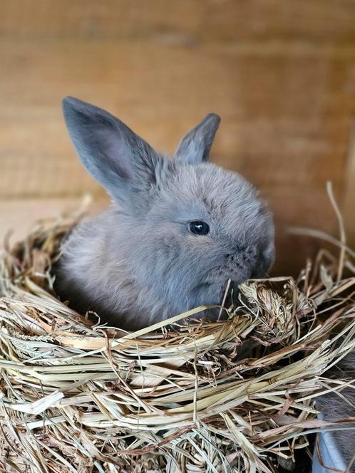 Franse hangoor VOEDSTER, Dieren en Toebehoren, Konijnen, Hangoor