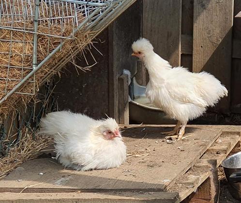 Koppel jonge zijdehoendjes van 2025, wit of grijs, Dieren en Toebehoren, Pluimvee