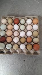 Verse eiren, Diversen, Levensmiddelen, Ophalen of Verzenden