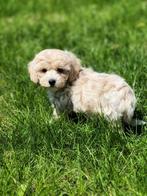 Maltipoo pups met liefde gefokt bij ons=100% Belgisch!!, België, CDV (hondenziekte), 8 tot 15 weken, Meerdere