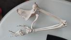 anatomie skelet arm model studie, Enlèvement, Comme neuf