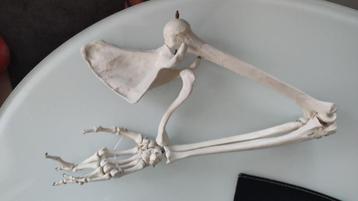 anatomie skelet arm model studie, Enlèvement, Comme neuf