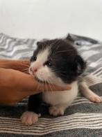 Kittens, Dieren en Toebehoren, Katten en Kittens | Raskatten | Korthaar, Geslacht onbekend, Ontwormd, 0 tot 2 jaar