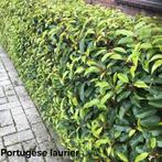 ‼️prunus lusitanica angustifolia aan promoprijzen ‼️, Tuin en Terras, Planten | Struiken en Hagen, Ophalen, Taxus