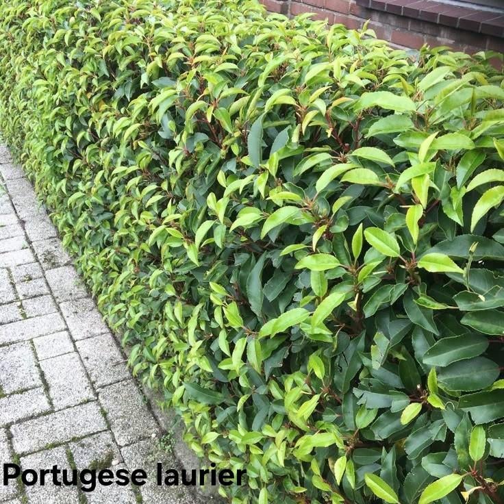 ‼️prunus lusitanica angustifolia aan promoprijzen ‼️, Tuin en Terras, Planten | Struiken en Hagen, Taxus, Ophalen