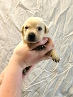 Labrador retriever pups, België, CDV (hondenziekte), 8 tot 15 weken, Labrador retriever