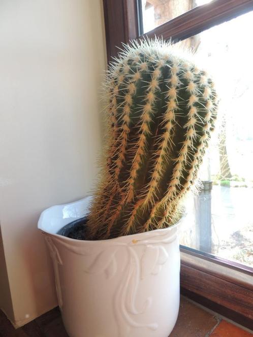 Cactussen, Huis en Inrichting, Kamerplanten, Cactus, Minder dan 100 cm, Groene kamerplant, Volle zon, Ophalen