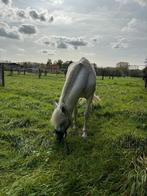 Halve stal (ruiter) voor goed getrainde PRE ruin gezocht, Dieren en Toebehoren, Paarden, Z, Ruin, Dressuurpaard, 160 tot 165 cm
