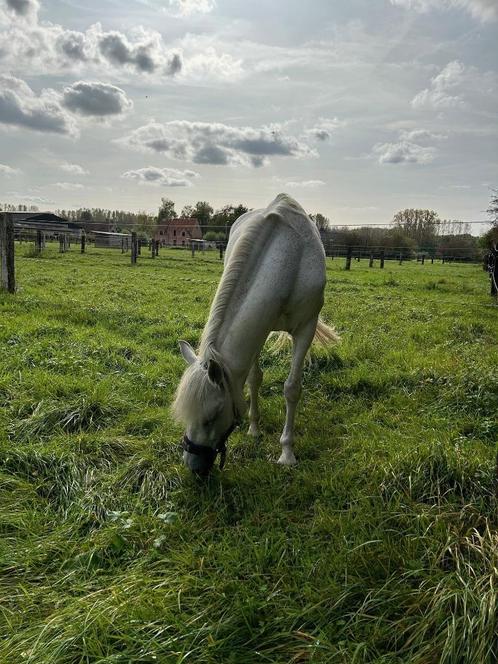 Halve stal (ruiter) voor goed getrainde PRE ruin gezocht, Dieren en Toebehoren, Paarden, Ruin, Z, 160 tot 165 cm, 11 jaar of ouder