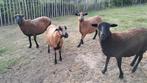Kameroen schapen 2 ooien, Dieren en Toebehoren, Schapen, Geiten en Varkens