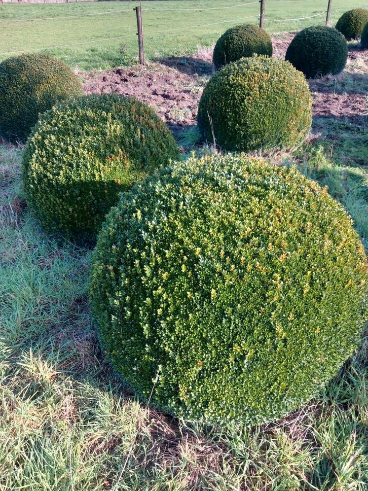 Grote buxusbollen tot 1,35 meter, Tuin en Terras, Planten | Struiken en Hagen, Buxus, Ophalen