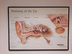 Poster anatomie oor, Antiek en Kunst, Ophalen