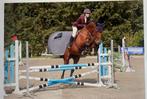 BWP merrie te koop, Dieren en Toebehoren, Paarden, Merrie, Springpaard, L, 160 tot 165 cm