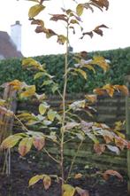 NOTENBOMEN, Tuin en Terras, Planten | Bomen, Herfst, Overige soorten, 100 tot 250 cm, Ophalen
