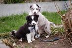 Border collie pups geboren op boerderij, Particulier, 8 à 15 semaines, Colley, Plusieurs