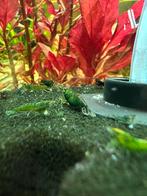 Green jade garnalen neocaridina, Dieren en Toebehoren, Vissen | Aquariumvissen